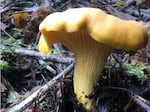 Golden chanterelles are easy to identify, good for eating and common in Oregon, according to local mushroom experts.