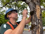 Oregon Department of Forestry invasive species specialist Wyatt Williams analyzes a tree for emerald ash borer at the Douglas Aquatic Center in Portland, Ore., on Sept. 10, 2025.