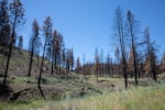 Blackened trees stand in the Brattain Fire scar