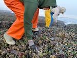 Two people wearing overalls, rain boots, and hooded sweaters bend down to inspect a mass of tightly packed mussels.