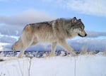 A gray wolf walking through snow