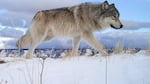A gray wolf walking through snow