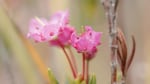 Crowberry Bog on Washington's Olympic Peninsula is full of flowering plants such as this bog laurel captured in a video still in July 2024.