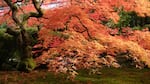 (Click photo to see related video) The Portland Japanese Garden is ablaze with fall color, shown In this screen shot from an Oregon Field Guide video, November 2022. 