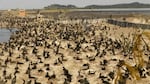 Nearly 30,000 cormorants are nesting on East Sand Island at the mouth of the Columbia River and eating millions of protected salmon and steelhead.