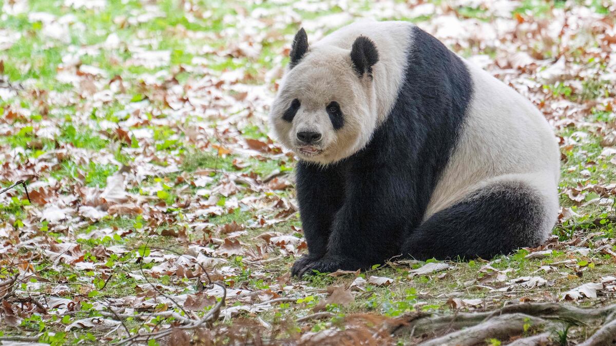 Giant Pandas are returning to D.C.’s National Zoo