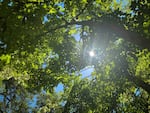 A shining glimpse of the sun can be seen between the leaves and branches of a tall tree canopy.