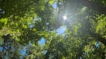 A shining glimpse of the sun can be seen between the leaves and branches of a tall tree canopy.