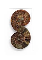 Creteceous Ammonite Duo