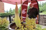 Washington State University Vancouver associate professor of molecular biosciences Steve Sylvester planted the corpse flower seed 18 years ago at the Salmon Creek, Wash., campus.