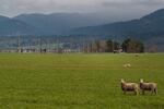 Sheep graze on land adjacent to the PacificCorp Substation. Developers of the solar project cite advantages to the  proximity of the power station, power lines and Interstate-5.