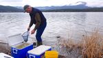 Alan Mikkelsen, the senior advisor to Interior Secretary Ryan Zinke, releases captive-raised endangered sucker fish into Upper Klamath Lake.