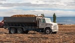 A truck filled with potatoes sits in a field at Baley-Trotman Farms in Klamath County in 2020.