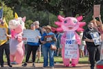 Protesters wear blow up costumes for the "No Kings" protest in Memphis, Tenn. on Oct. 18, 2025.