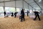 A judge evaluates characteristics that affect market value as handlers move their pigs around the ring in a weight-class competition at the Clackamas County Fair.