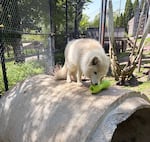 Luna, an arctic fox found in Portland, Ore., in October 2024, at the Ochsner Park Zoo in Baraboo, Wis.