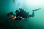 Diver Joey Ullmann inspects sunflower stars inside a cage at Friday Harbor Labs on San Juan Island, Wash., in July.