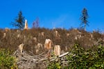 A clear cut outside of Port Angeles, Washington, September 2024.