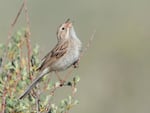A Brewer's Sparrow songbird.
