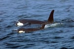 A pair of orcas swim off the west coast of Vancouver Island in 2018.