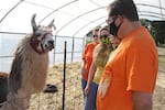 Jeremy, Annabelle, Juliette and Kristie Hauss meet the llama at an acceptable social distance at Bi-Zi Farms pumpkin patch.