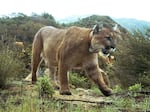 This Feb. 14, 2019, photo provided by the National Park Service, shows a mountain lion known as P-47 in the Santa Monica Mountains National Recreation Area west of Los Angeles.