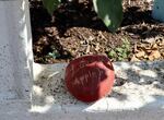 Tree lovers left offerings of flowers, mementos and this painted rock when word spread of the death of the oldest apple tree in the Pacific Northwest.