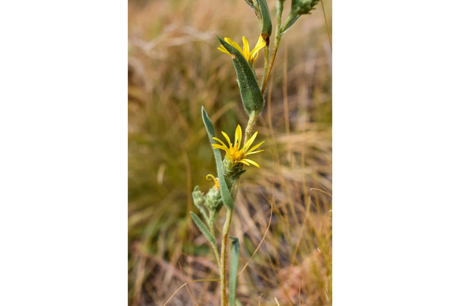 FILE - Palouse goldenweed (Pyrrocoma liatriformis) in Whitman County, Wash.