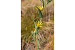 FILE - Palouse goldenweed (Pyrrocoma liatriformis) in Whitman County, Wash.
