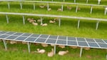 Lambs rest and graze under solar panels at an Oregon State University research farm in Corvallis in this video still captured on May 20, 2021. Researchers are looking at the advantages of grazing livestock around solar panels to maximize the use of agricultural land.