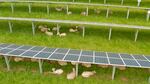 Lambs rest and graze under solar panels at an Oregon State University research farm in Corvallis in this video still captured on May 20, 2021. Researchers are looking at the advantages of grazing livestock around solar panels to maximize the use of agricultural land.