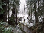 Winter along upper Elk Creek in the Elliott State Forest.
