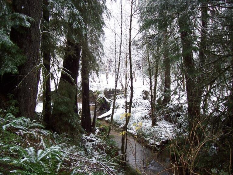 Winter along upper Elk Creek in the Elliott State Forest.