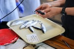 Juvenile salmon ready for necropsy at Hatfield Marine Science Center in Newport on July 29, 2026.