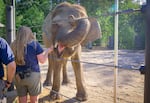 Chendra, a female Bornean elephant at the Oregon Zoo, gets a sweet potato from elephant keeper Aimee Bischoff on August 18, 2023.