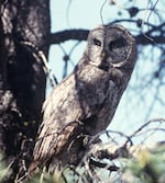 The great gray owl is one of few vertibrates, and the only bird species, on the list. Its the tallest owl species in the U.S. 