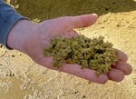 Robert Kircher holds a handful of solid manure which is separated from the liquid waste. He said the farm will use the solid as fertilizer and distribute it to the local vineyards.