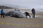 Jim Rice, stranding program manager for the Marine Mammal Institute at Oregon State University, takes a sample from a deceased gray whale near Yachats, Ore. on April 12, 2026.