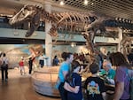 The Academy of Natural Sciences Museum's dinosaur skeleton exhibits have been popular with generations of children, since they first were exhibited in 1868.