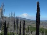 Landscape of fire and insect affected forest near the Metolius River in Central Oregon.