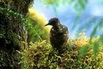 The controversy over the sales of forestlands to private timber companies centers on the marbled murrelet.