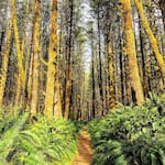 The state and local counties share the revenue from logging on the 364,000-acre Tillamook State Forest.
