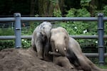 Lily was the youngest elephant at the Oregon Zoo. She died on Nov. 29, the day before her sixth birthday.