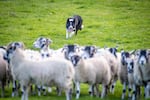 A border collie in Northern England chases after a flock of sheep in order to herd them. A new study found that only about 9% of the variation in an individual dog's behavior can be explained by its breed.