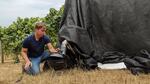 Cole Cerrato, a postdoctoral student in Elizabeth Tomasino's lab, conducts research at Oregon State University's Woodhall Vineyard in this provided photo.