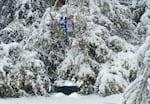 Fallen trees cover a bus stop on Barnes Rd. in Portland, April 11, 2022. The snowfall amount varied widely across the city. 