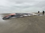 A dead fin whale washed ashore on Sunset Beach in Clatsop County, Ore., on Feb. 7, 2026.
