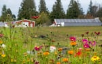 A row of flowers at the Headwaters Farm Incubator in Gresham, Ore., Oct. 8, 2024. Headwaters is a tax-funded program managed by the East Multnomah Soil and Water Conservation District.