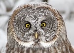 The rings of feathers around the owl's eyes scoop in sound like radar dishes.