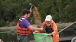 Stephen Schreck (left) and Ryan Cox of Puget Sound Restoration Fund collect kelp samples.